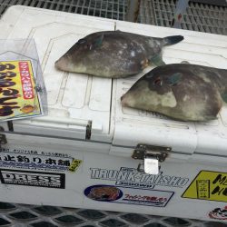 マルハゲ不発もウマヅラGet！